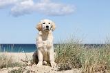 GOLDEN RETRIEVER 461